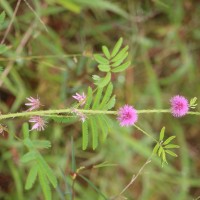 Mimosa diplotricha C.Wright